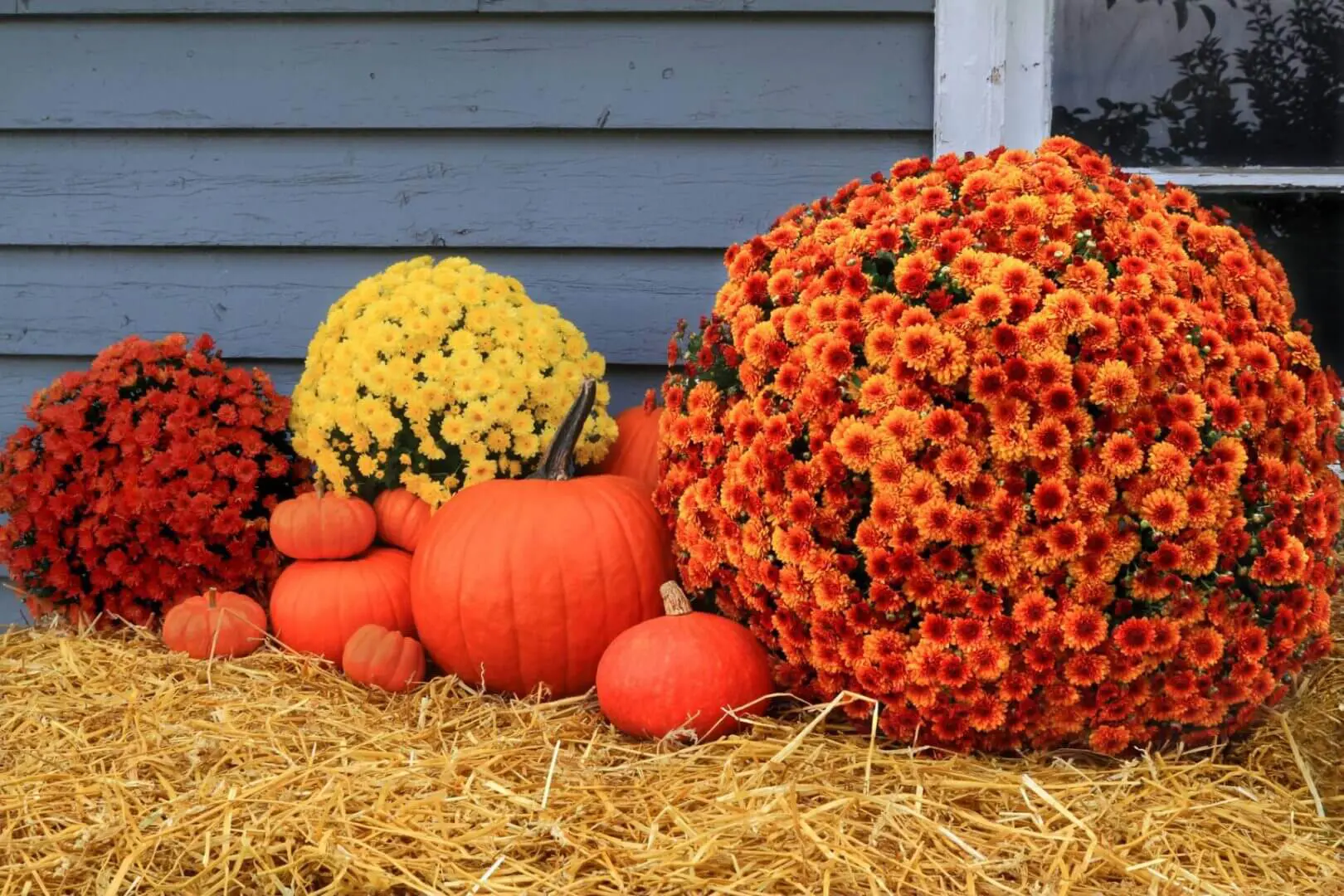 Pumpkins and chrysanthemums on straw bale.